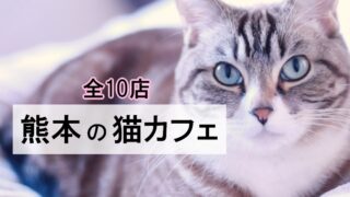 熊本の猫カフェ10店紹介